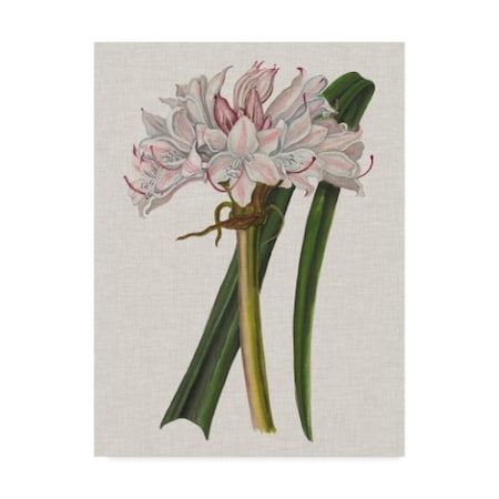 Naomi Mccavitt 'Crinium Lily I' Canvas Art,14x19